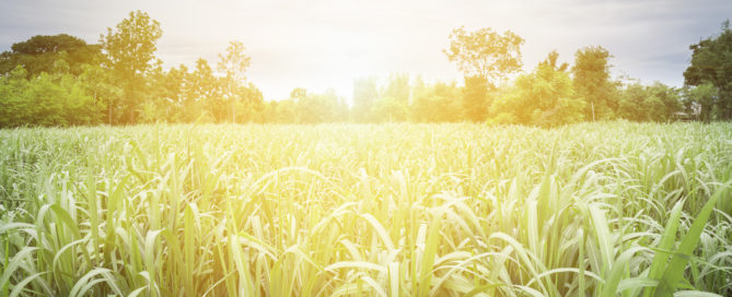 sugar cane_green hope